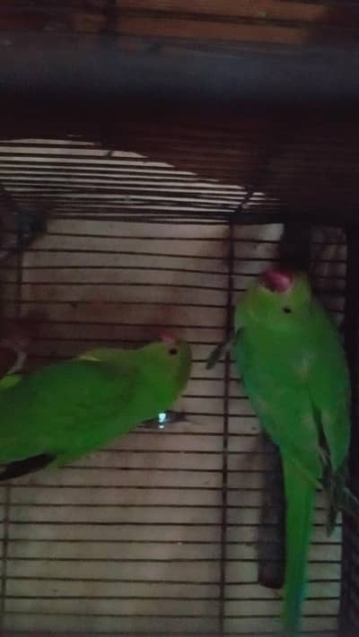 Green Parrots Pair