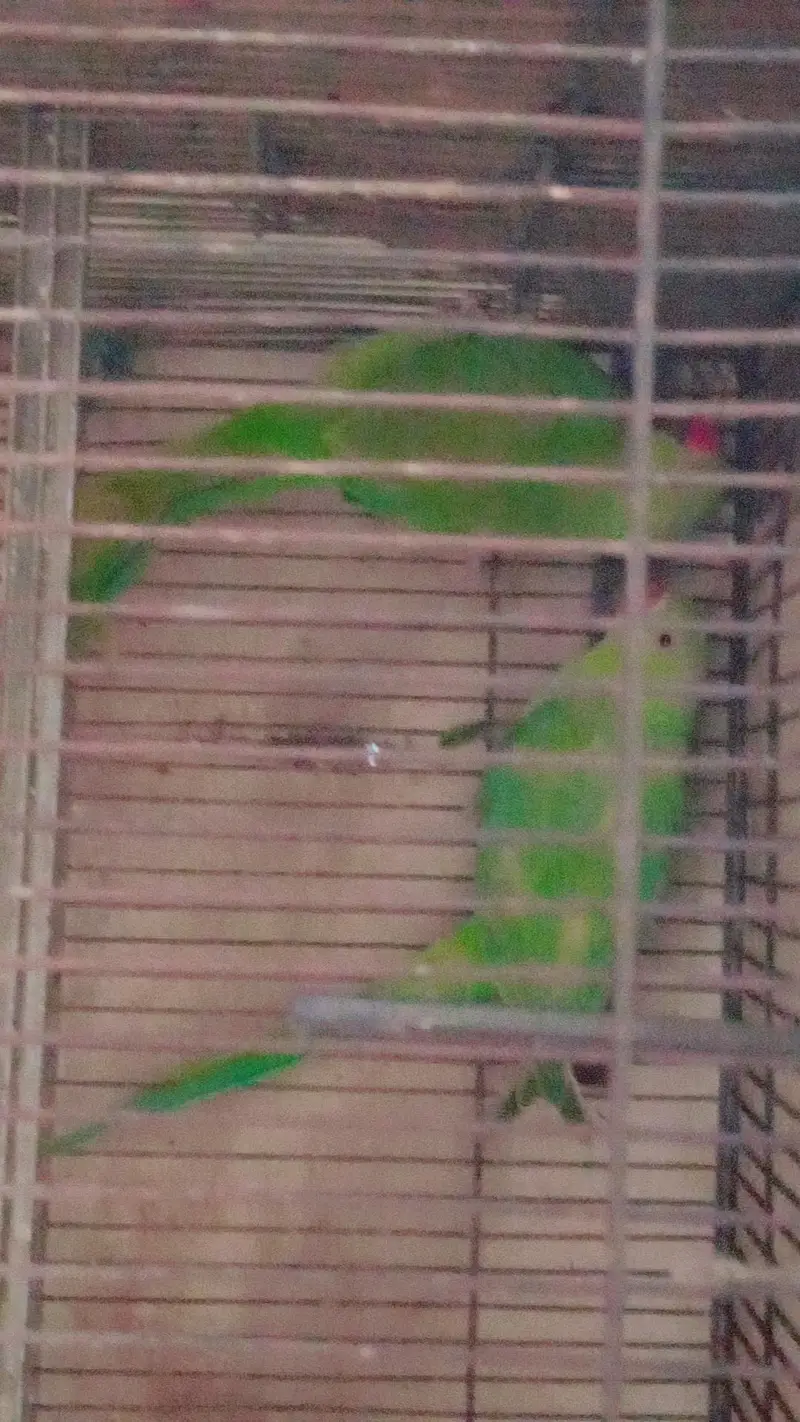 Green Parrots Pair — photo 2