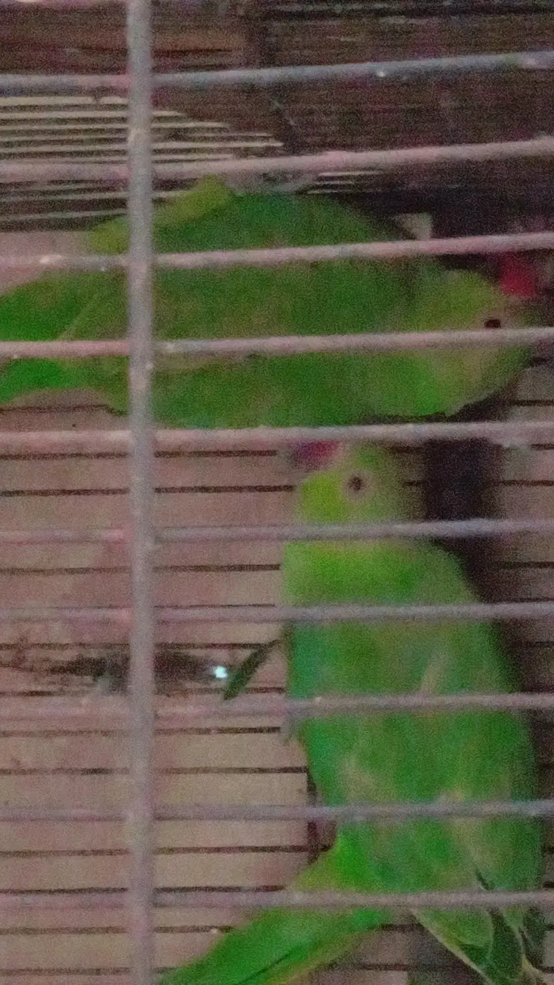 Green Parrots Pair — photo 3
