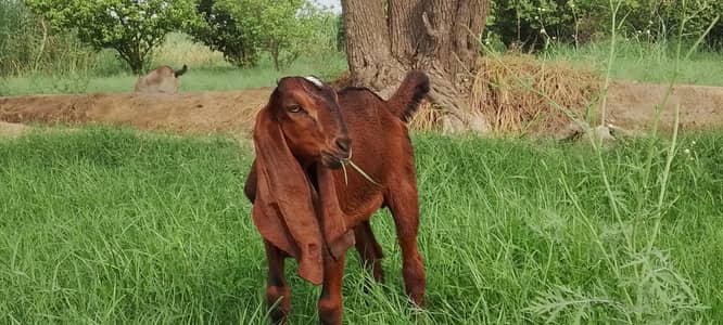 Goat for Sale – Healthy Male, 2 Months