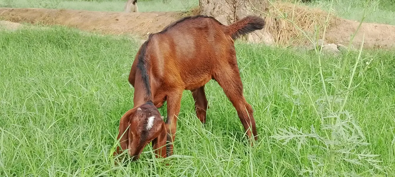 Goat for Sale – Healthy Male, 2 Months — photo 2