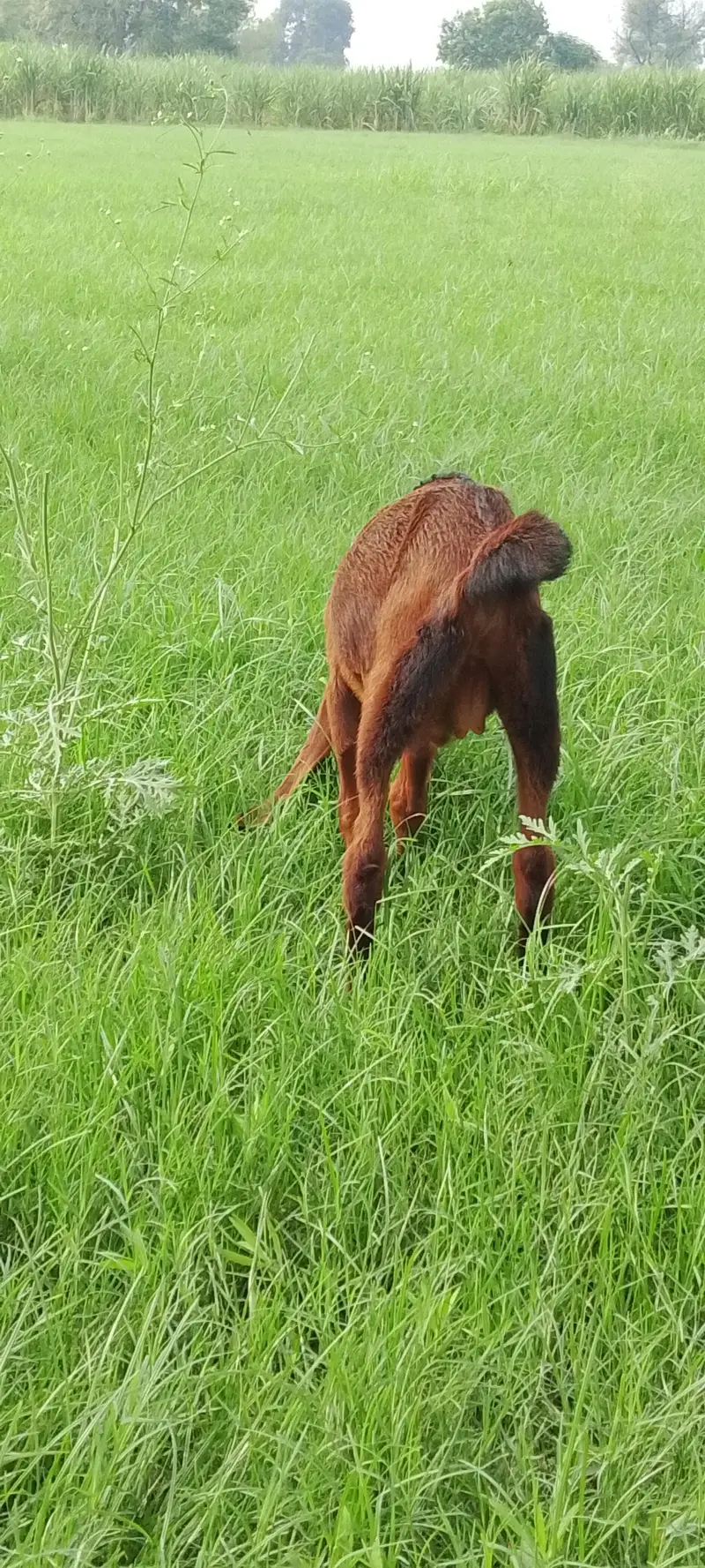 Goat for Sale – Healthy Male, 2 Months — photo 3