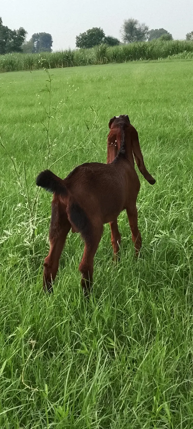 Goat for Sale – Healthy Male, 2 Months — photo 4