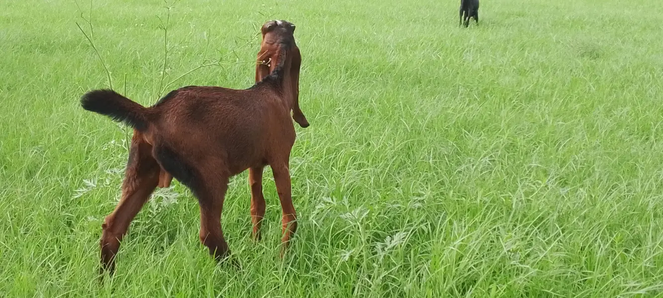 Goat for Sale – Healthy Male, 2 Months — photo 5