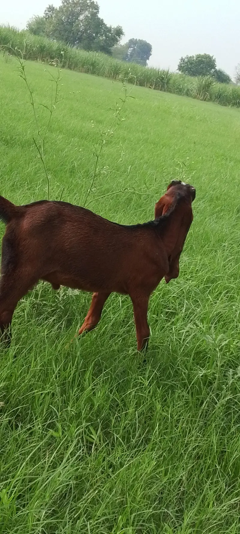 Goat for Sale – Healthy Male, 2 Months — photo 6