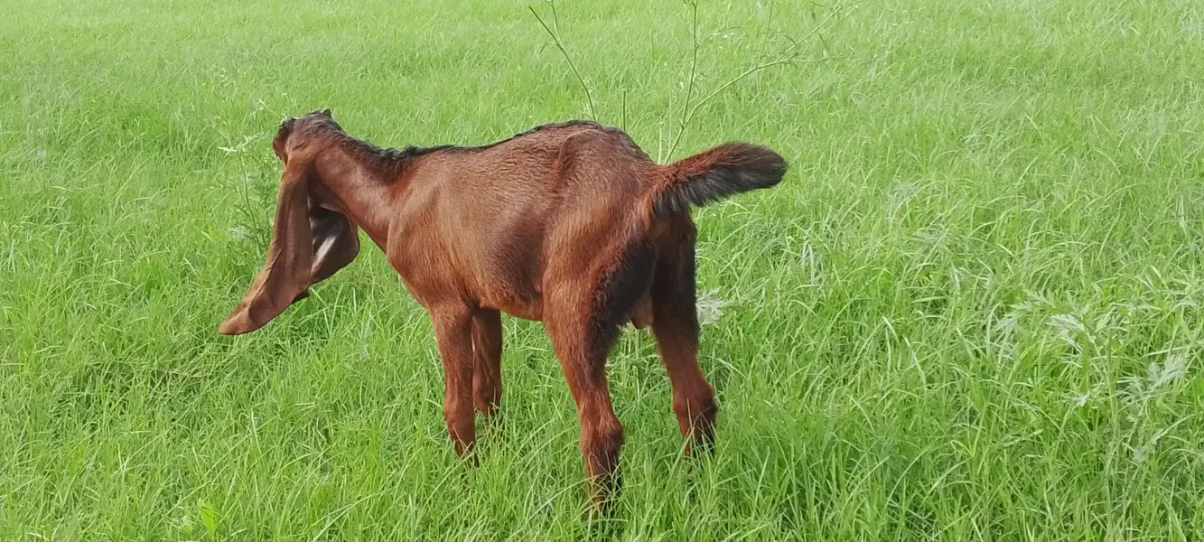 Goat for Sale – Healthy Male, 2 Months — photo 7