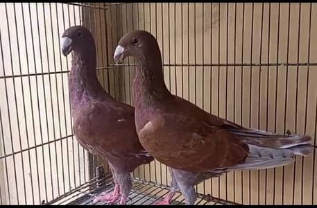 fancy quality pigeon