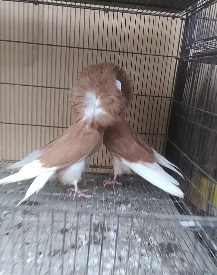 fancy quality pigeon — photo 2