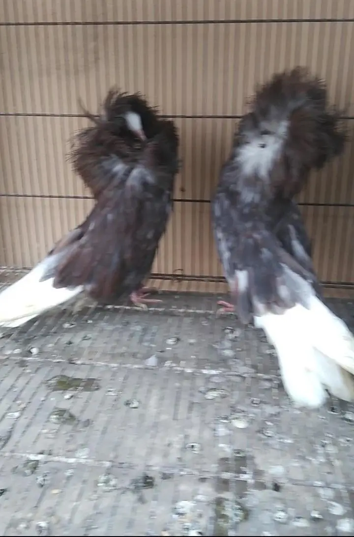 fancy quality pigeon — photo 3