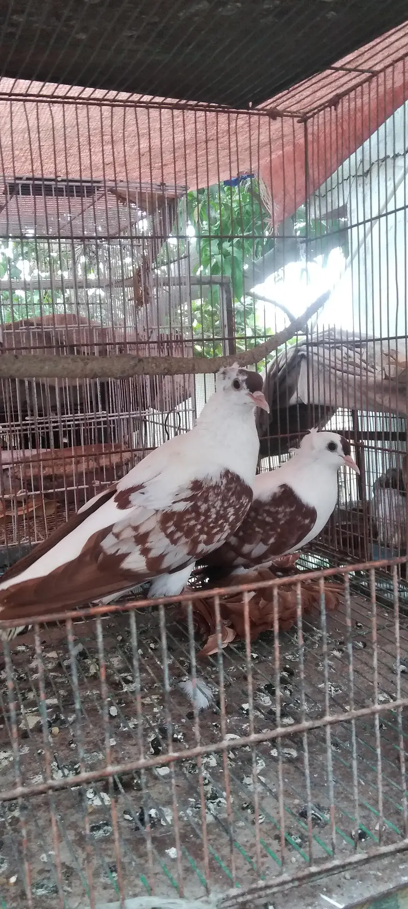 fancy quality pigeon — photo 4