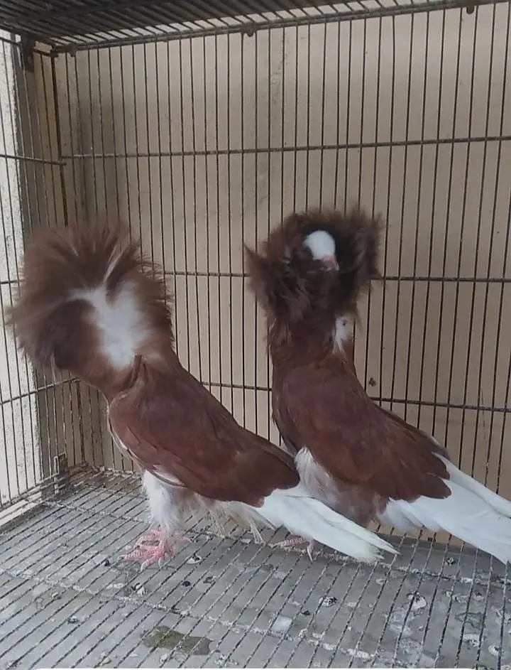 fancy quality pigeon — photo 5