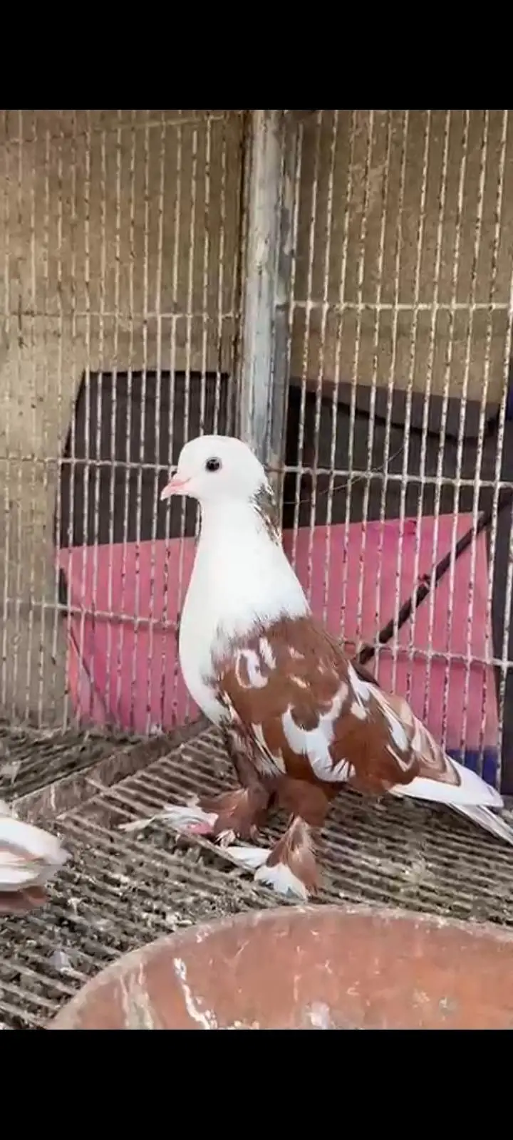 fancy quality pigeon — photo 7