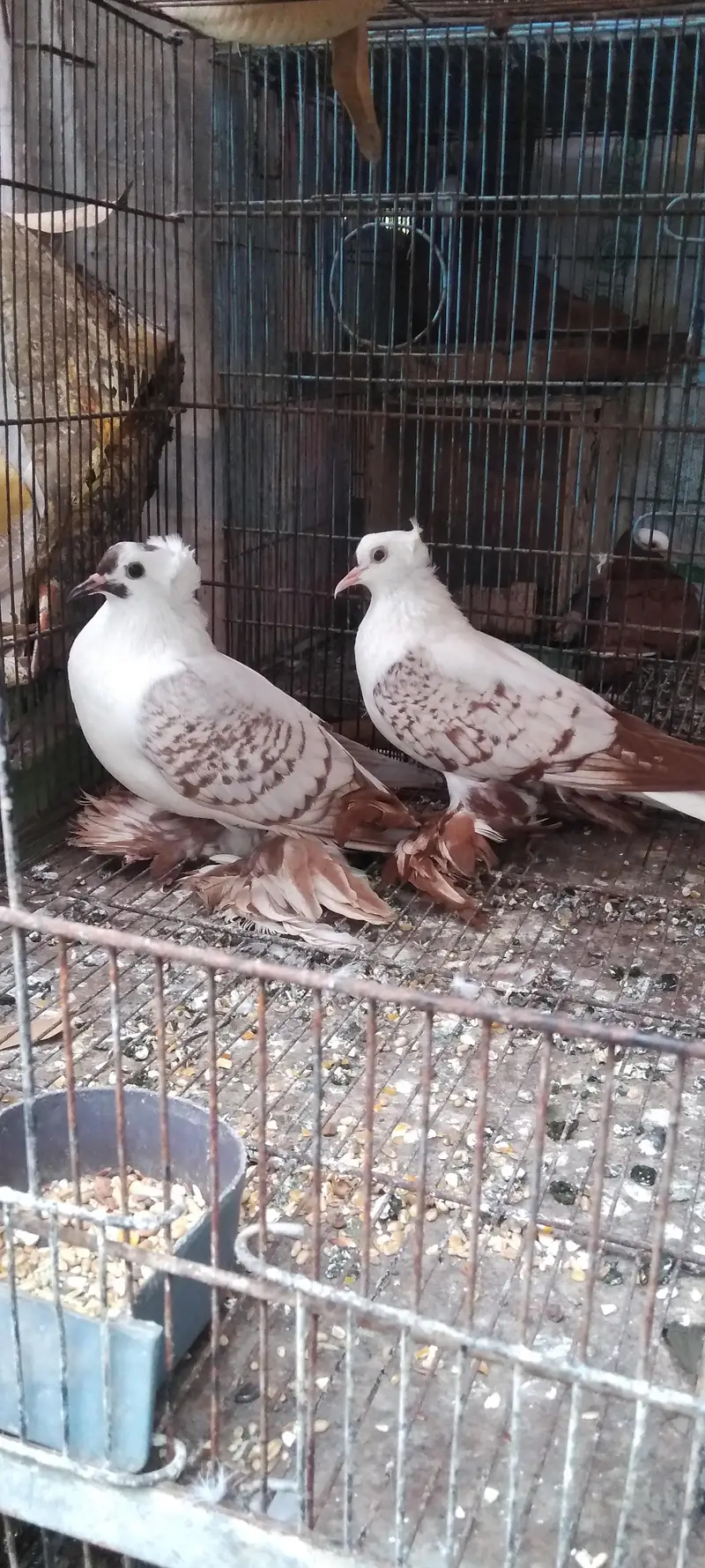 fancy quality pigeon — photo 8
