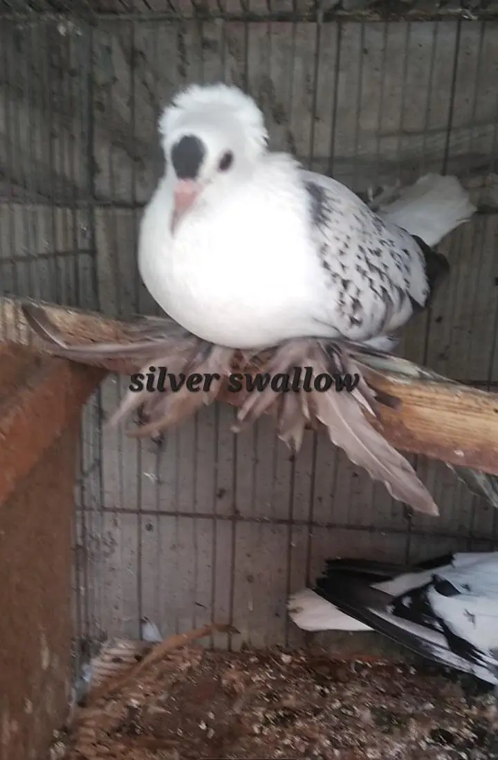 fancy quality pigeon — photo 9