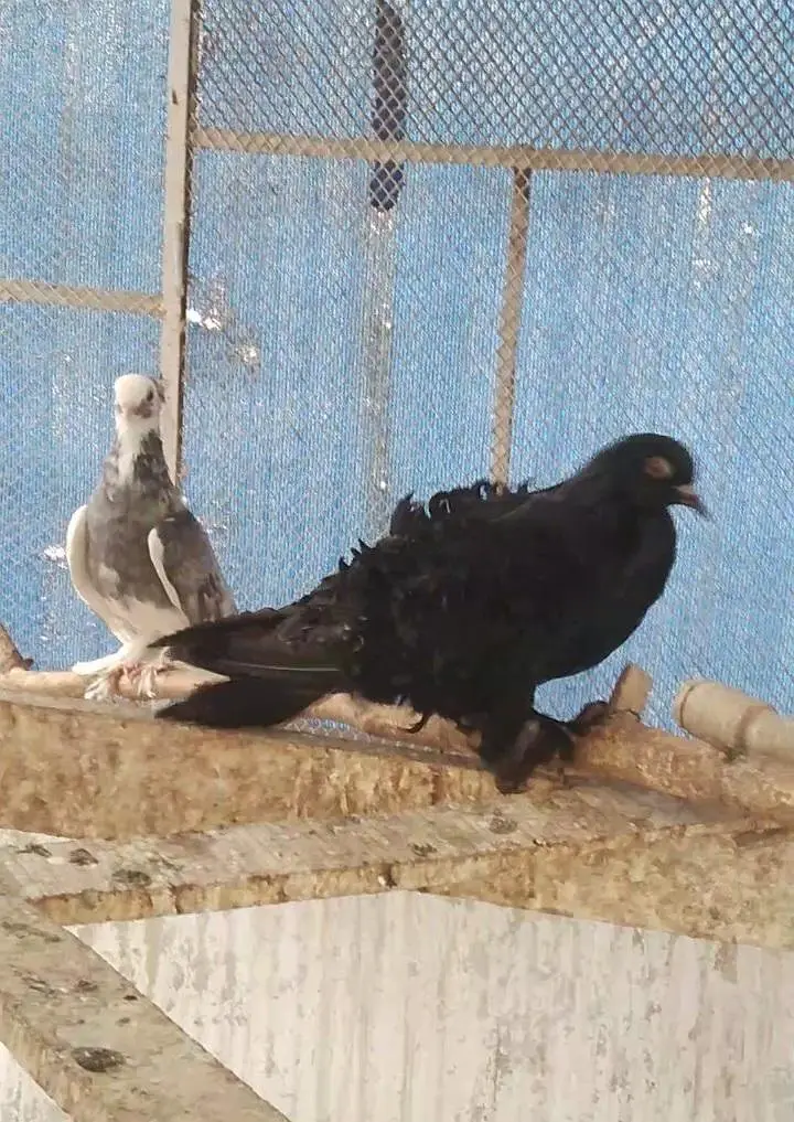 fancy quality pigeon — photo 10