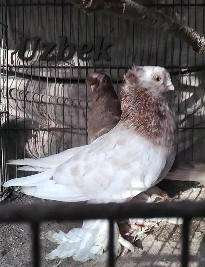 fancy quality pigeon — photo 11