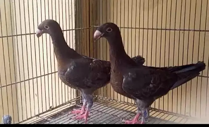 fancy quality pigeon — photo 12