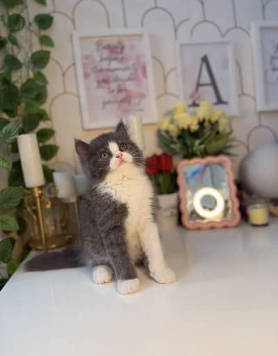 Beautiful kitten high quality