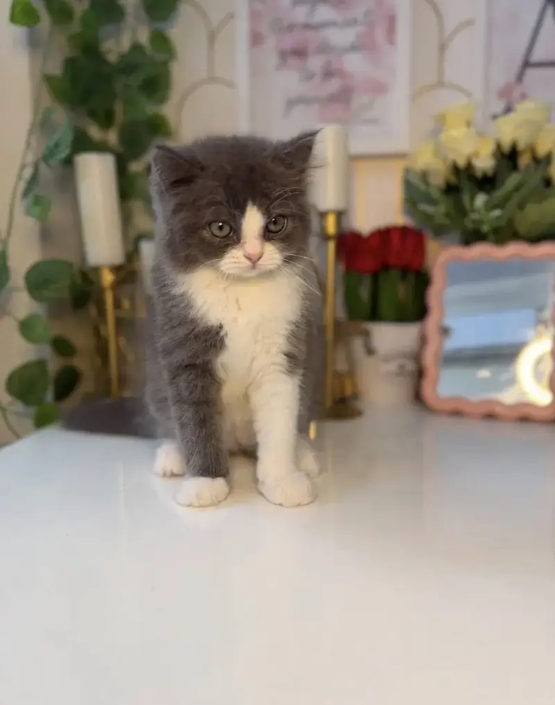 Beautiful kitten high quality — photo 2