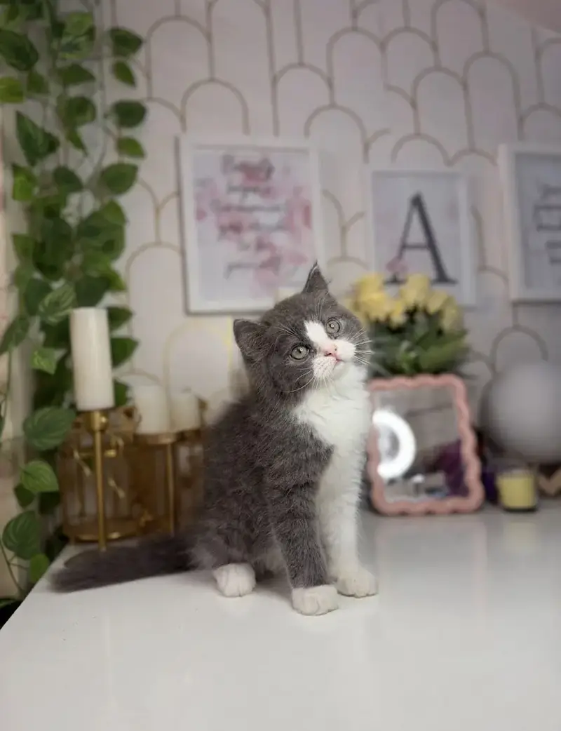Beautiful kitten high quality — photo 3