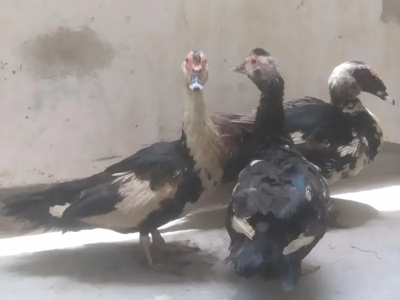 mascavi dacs kashmiri dagas — photo 2