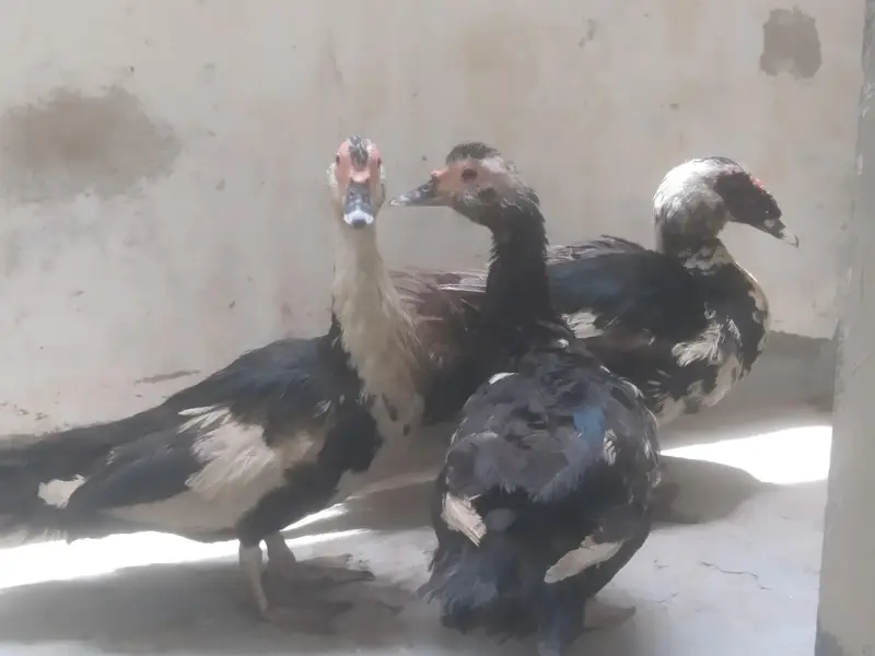 mascavi dacs kashmiri dagas — photo 3