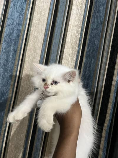 white Persian kitten 03264309582