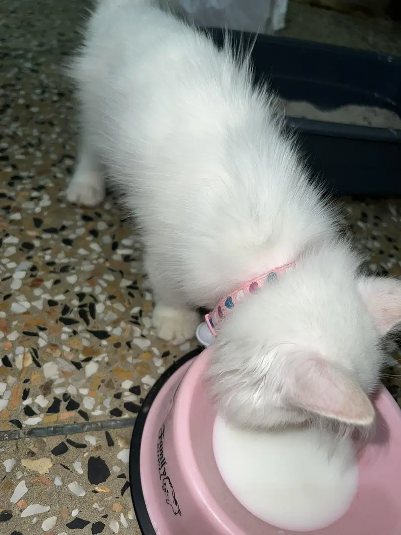 white Persian kitten 03264309582 — photo 2