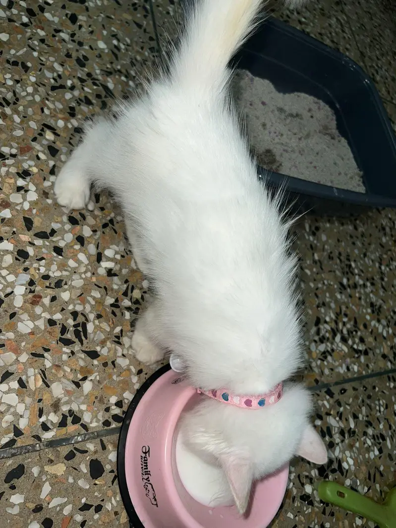 white Persian kitten 03264309582 — photo 3