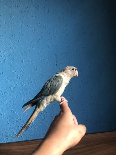 Tame lutino cocktail