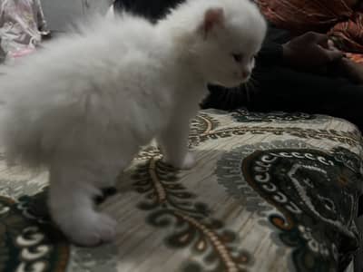 Cat 3 white female 1 grey male kitten baby