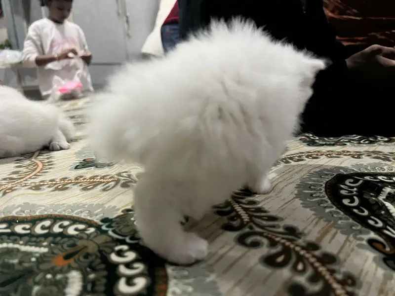 Cat 3 white female 1 grey male kitten baby — photo 2