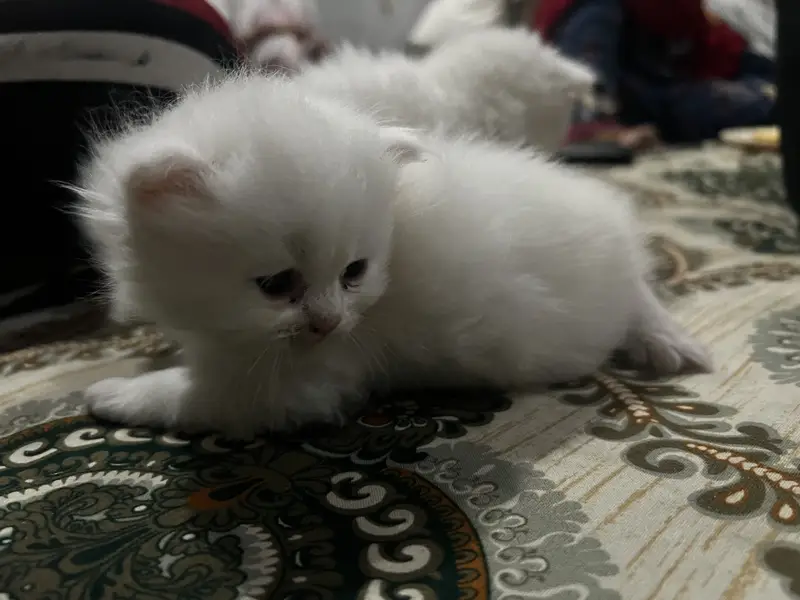 Cat 3 white female 1 grey male kitten baby — photo 3