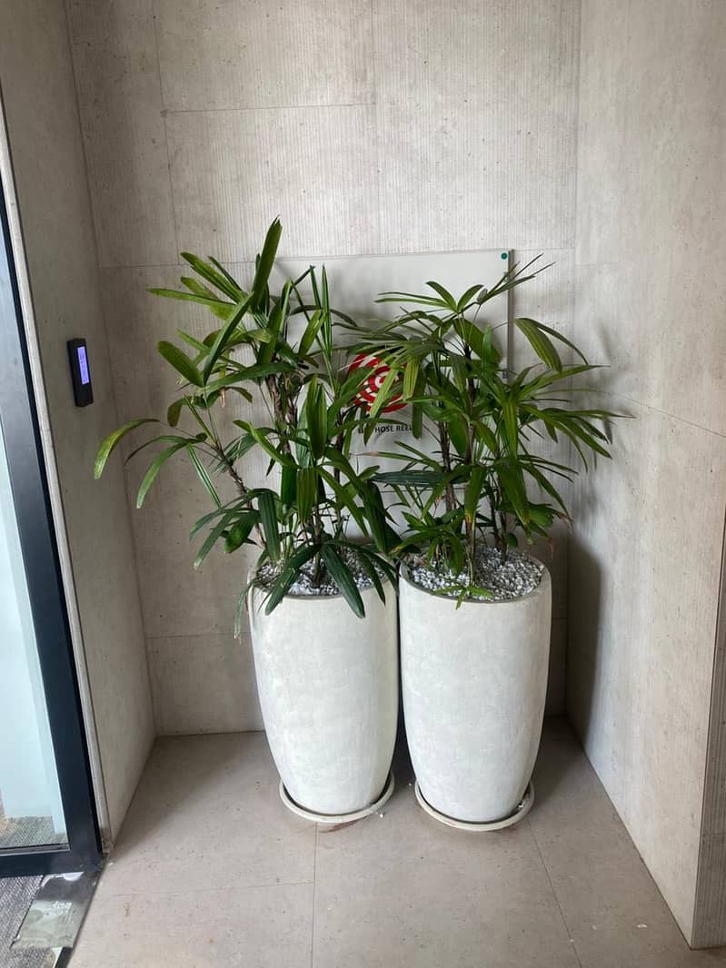 Cemented pots 1