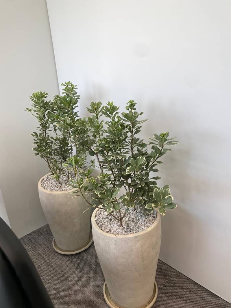 Cemented pots 4