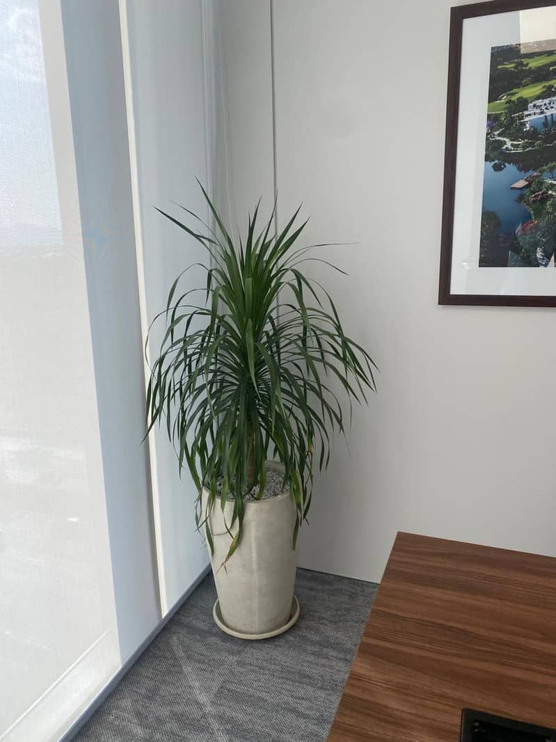 Cemented pots 10