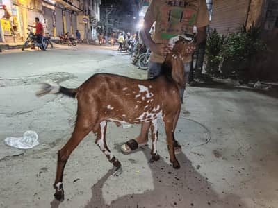 urgent sale goat