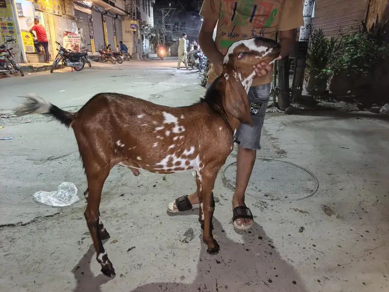 urgent sale goat — photo 2