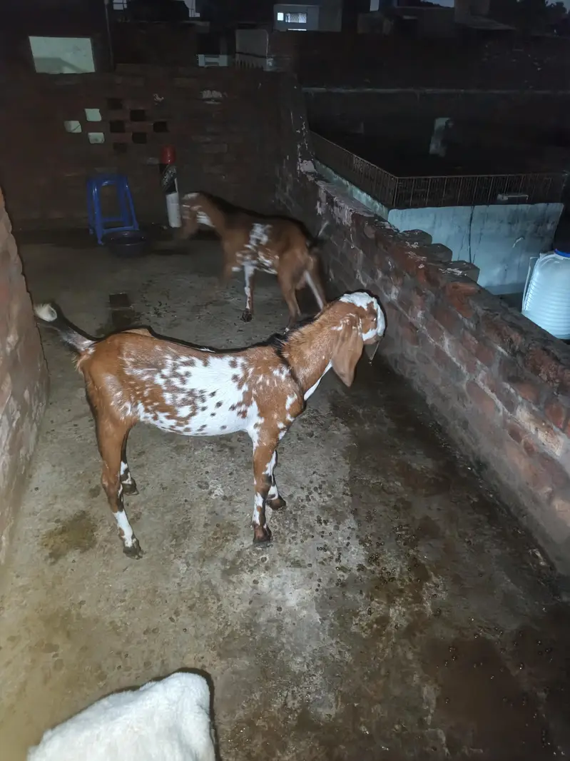 urgent sale goat — photo 3