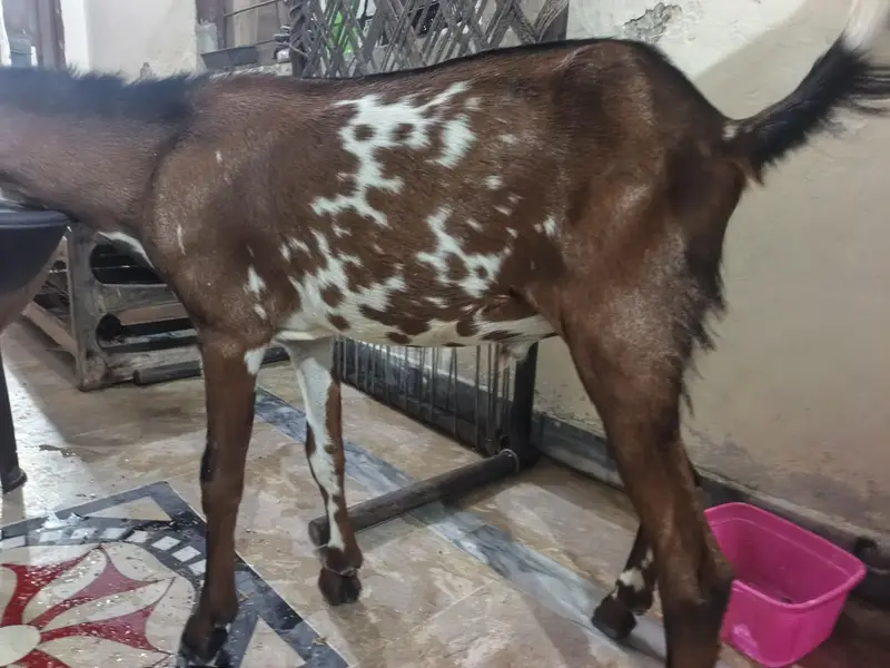 urgent sale goat — photo 5