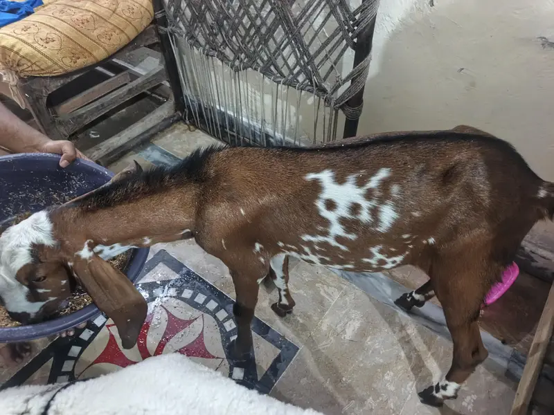 urgent sale goat — photo 6