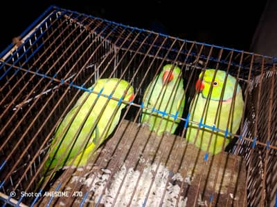 arjnt for sales
