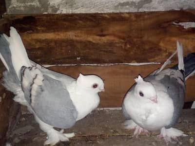 breader male available