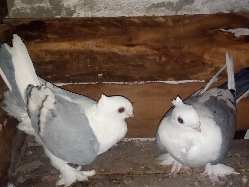 breader male available