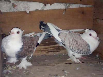 breader pairs available