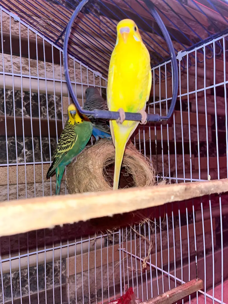 2 Pairs Budgies with cage for sale — photo 2