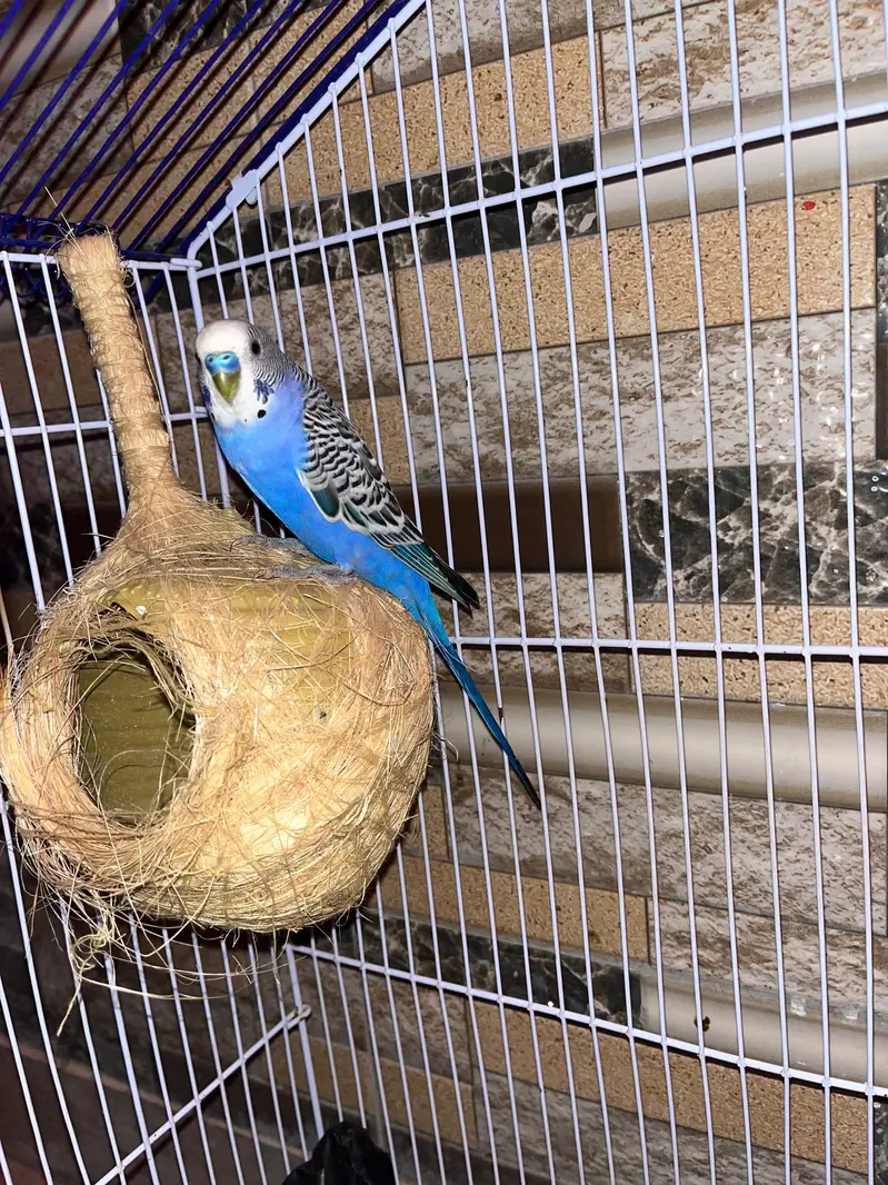 2 Pairs Budgies with cage for sale — photo 3