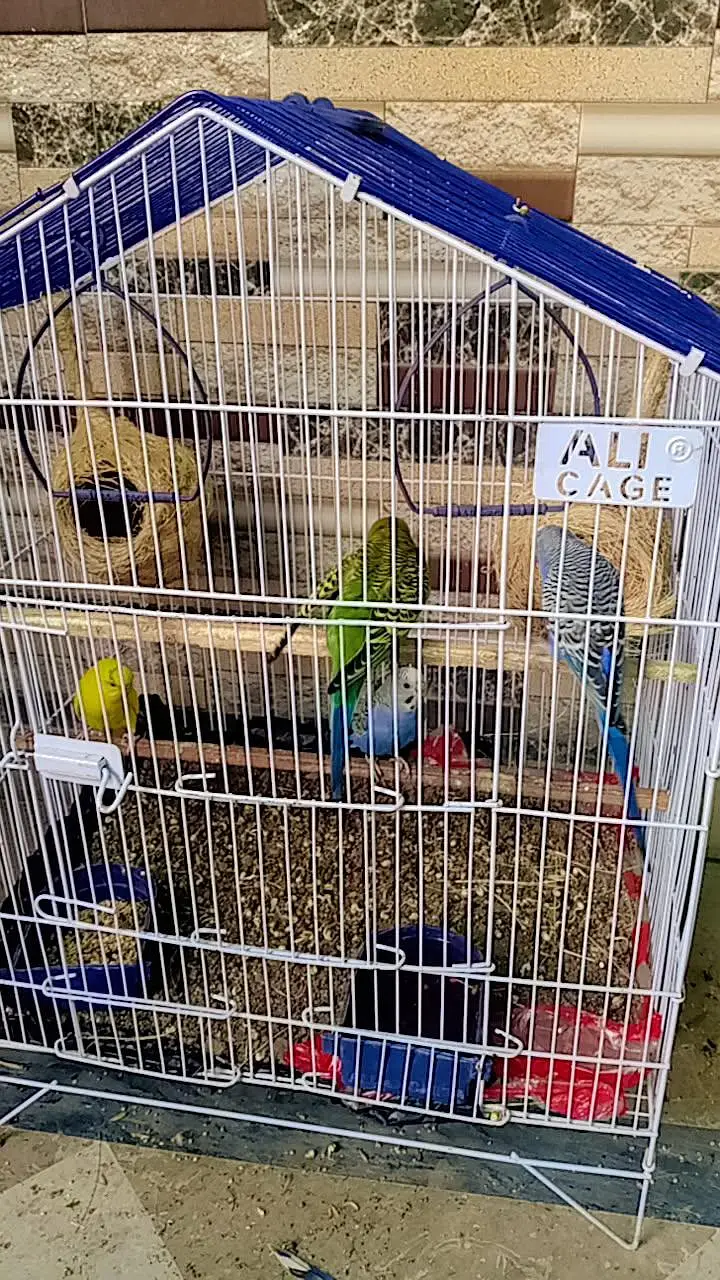 2 Pairs Budgies with cage for sale — photo 4