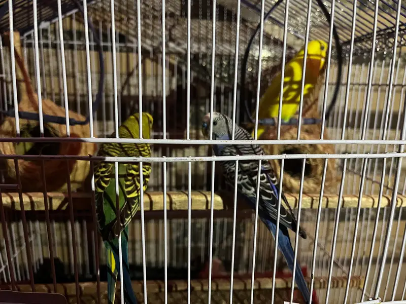 2 Pairs Budgies with cage for sale — photo 5