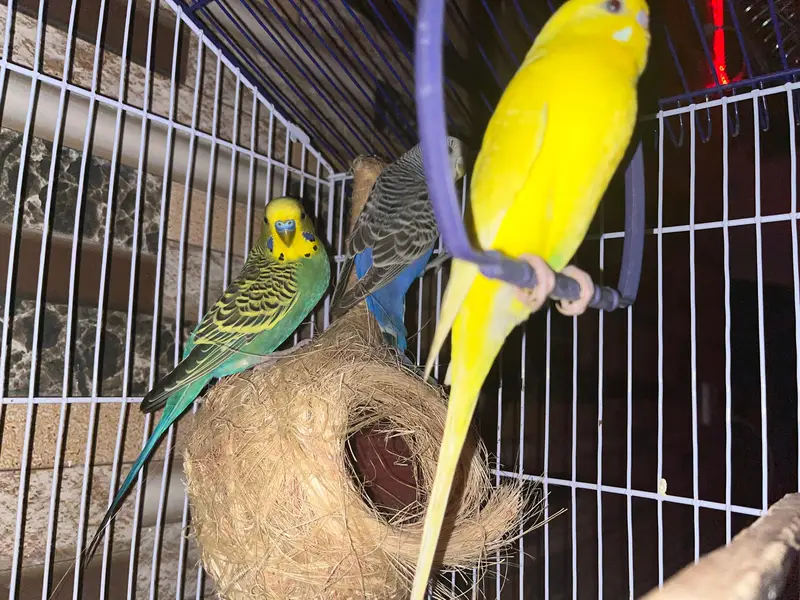 2 Pairs Budgies with cage for sale — photo 6